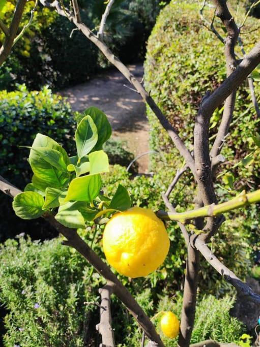 ガイヤック La Californienneヴィラ エクステリア 写真
